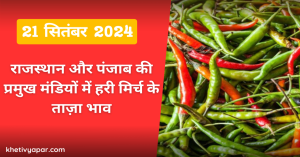 Green chilli mandi bhav today: राजस्थान और पंजाब में हरी मिर्च का मंडी भाव आज का (21 सितंबर, 2024)
